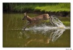 Un salto nell'acqua