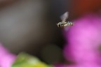 In Volo Sopra i Fiori