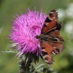 io vanessa? io vanessa?