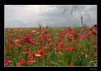 Ma..r  di primavera
