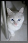 Cusmas'cat