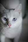 Cusmas'cat2
