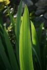 foglia d'iris