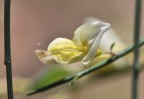 fiore di ginestra fiore di ginestra