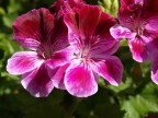 Prove macro