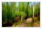 pennellate di bosco