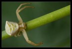Thomisus onustus