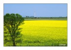 Un campo di colza e la centrale enel di Polesine Camerini