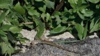 Lucertola in apparente fuga dalla posizione, ma sicuramente se la prendeva comoda