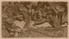 lucertola in fuga mi  piaciuta lidea della foto in bianco e nero seppia con cornice sfumata
