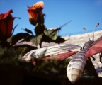 La farfalla e le rose