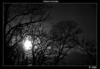il bosco incantato