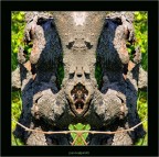 animalaccio