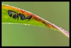 Lasius niger