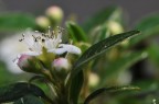 pistilli