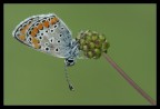 Licenide su fiore