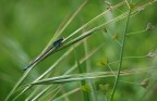 libellula