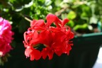 ho provato a fare una macro con il 50ino 1.8
