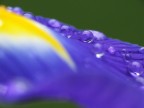 Gocce d'iris