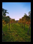 La vigna