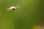 Volo Nel Verde