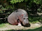 Ippopotamo
