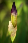 A lume di Iris