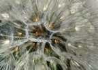 QUASI FOSSE UN LAMPADARIO