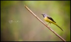 d300 - 200 mm f2,8 - iso 200 - file nef