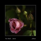 ....dolcezza ....dolcezza