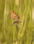 Nymphalidae