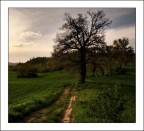 L'albero dei sogni... L'albero dei sogni...