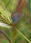 Lycaenidae