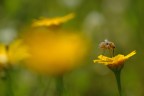 Nel Giallo