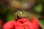 90mm
f/10
1/250 sec
iso-400
