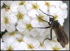 prove di macro