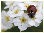 coccinella