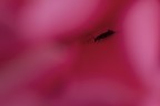 Claustrofobia