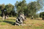 Ulivo secolare tipico del Salento (Lecce). Nikon P3