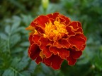 Macro. Nikon P3.