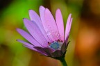 Un fiore