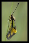Libelloides longicornis