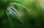 Primo esperimento con la lente nuova, 50mm F 1.8.. io amo questo cinquantino!
*_*