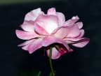 ROSA, ROSAE...