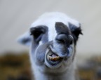 Lama