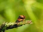 Coccinelle