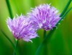 fiore di cipollina