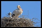 Una famiglia di ...........