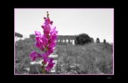 Un Fiore nell'antichit.

Miei primi scatti e composizioni.