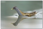 Schiribilla